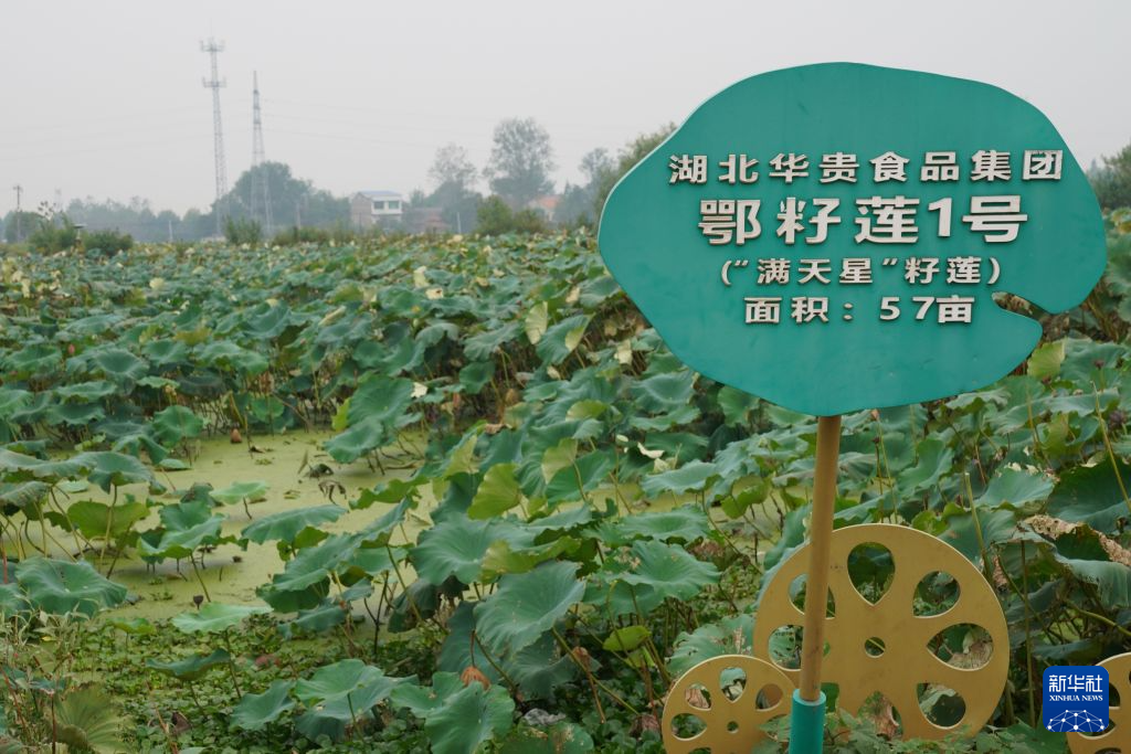 雷火竞技